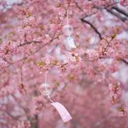 快来碰春！上海辰山植物园樱花盛开啦~