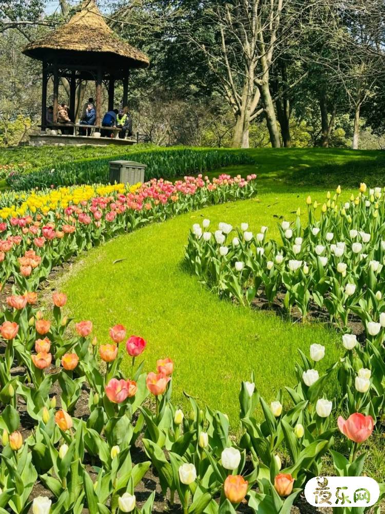 绝美春日盛宴！杭州太子湾公园的郁金香开了！