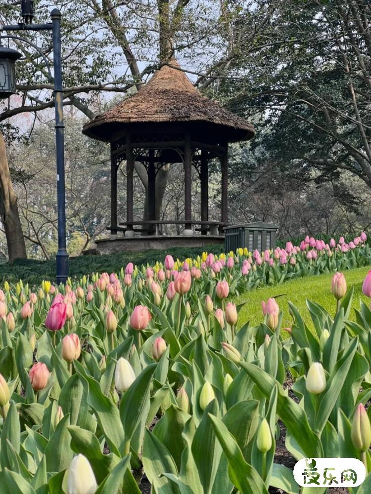 绝美春日盛宴！杭州太子湾公园的郁金香开了！