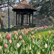 绝美春日盛宴！杭州太子湾公园的郁金香开了！